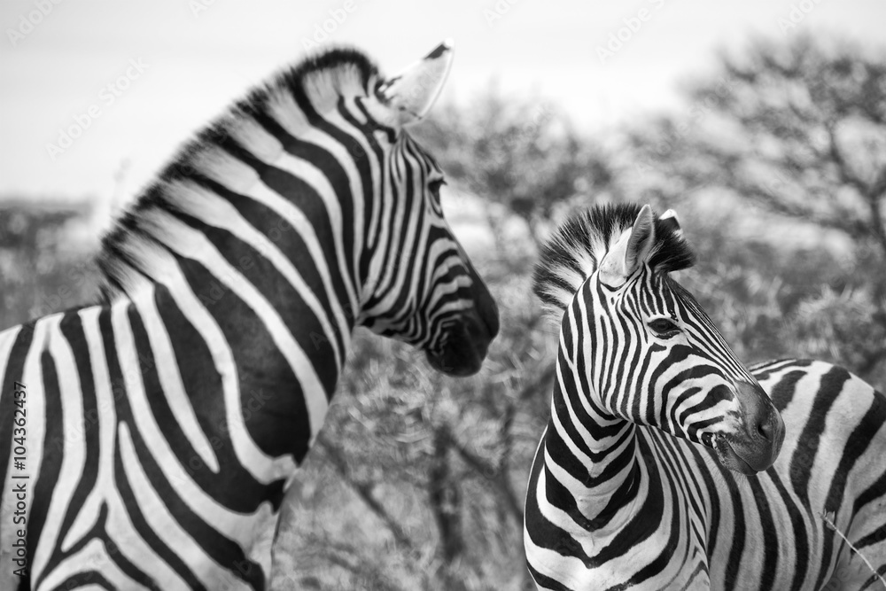Fototapeta premium portrait of zebras at etosha