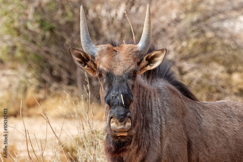 portrait of a wildebeest at etosha