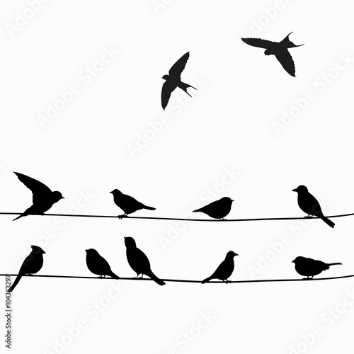 Cute black birds on a wire