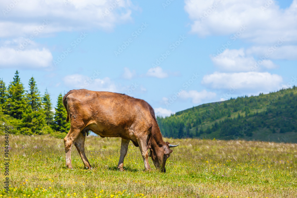 Fototapeta premium Cow grazing on a green meadow