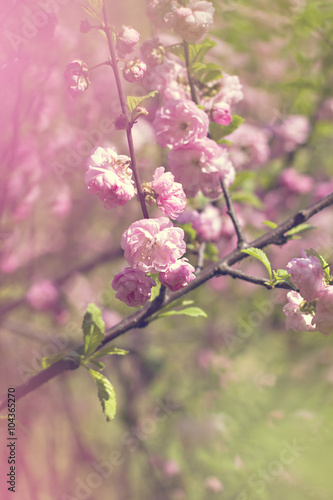 Wallpaper Mural Cherry blossoms on a branch in the sunshine. Tonning photo Torontodigital.ca