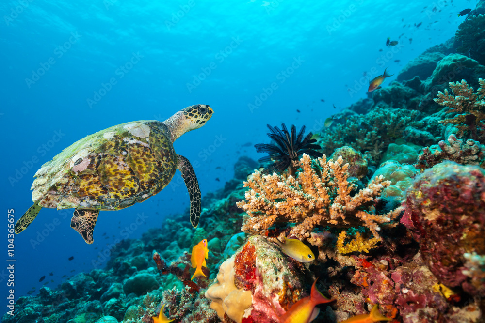 Naklejka premium Coral reef with turtle