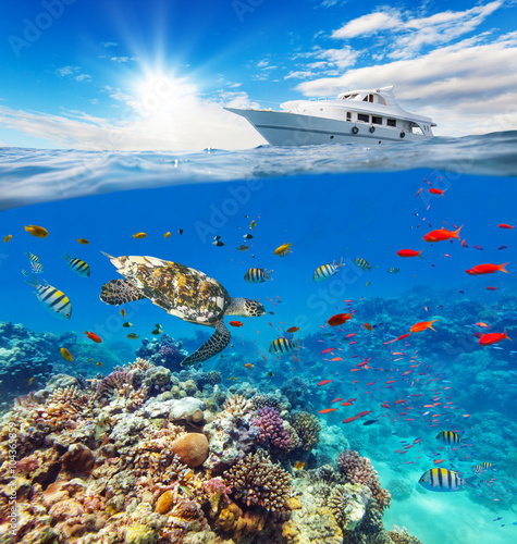 Underwater coral reef with horizon and water surface