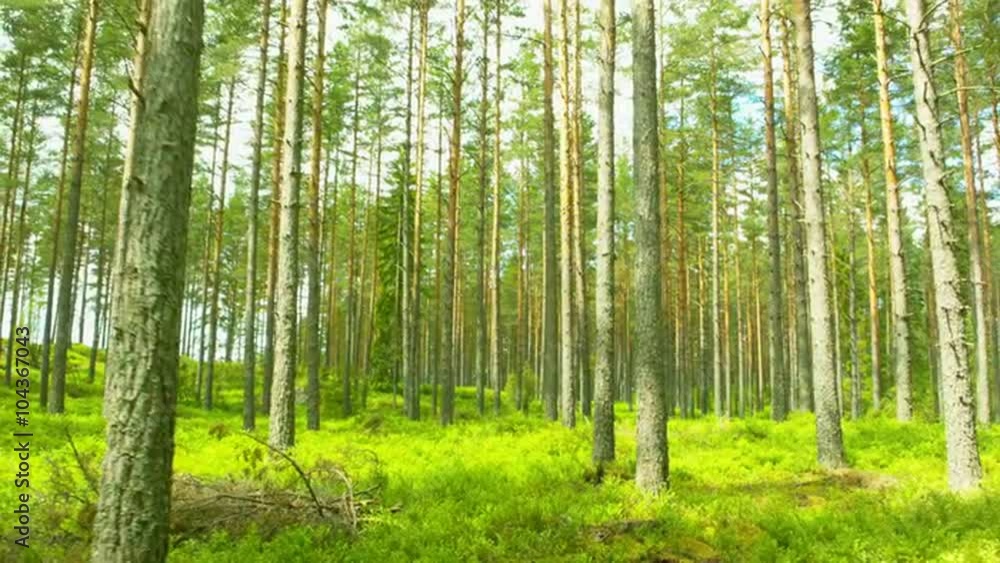 Flight trough forest Flight trough forest