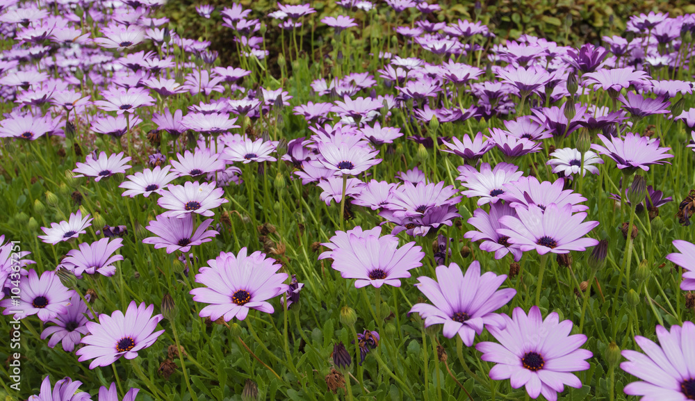 Naklejka premium Flowers purple color. Osteospermum flower - family Asteraceae.