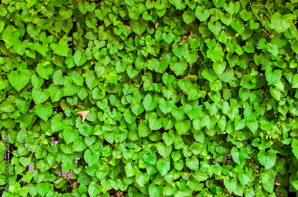 Fototapeta premium green leaf background