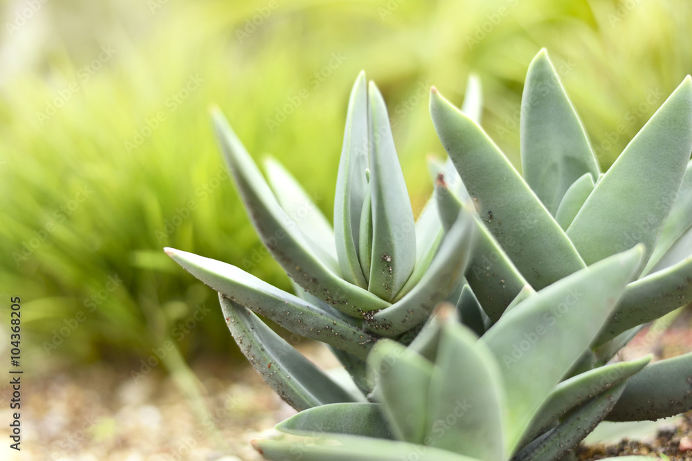Fototapeta premium Low angle view of a succulent or agave plant in the sun with copy space. Selective focus of a desert plant with defocused background. Echeveria.