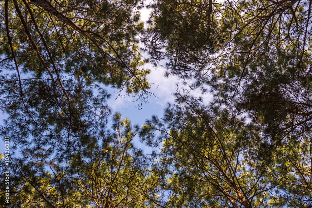 Pine trees. Pine trees.