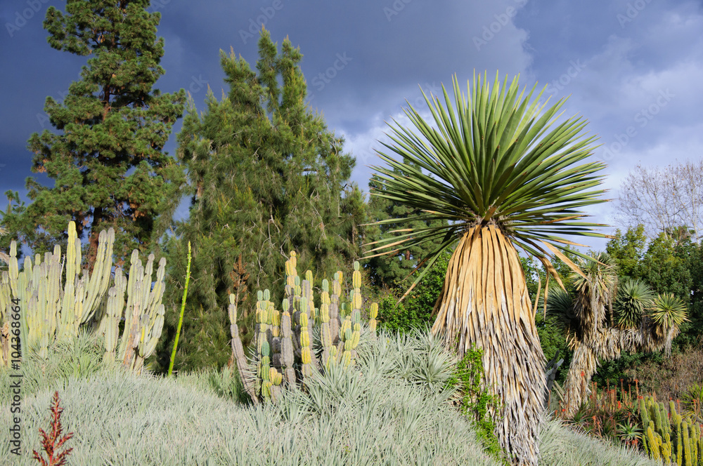 Fototapeta premium Blooming of different cactus with yucca in desert