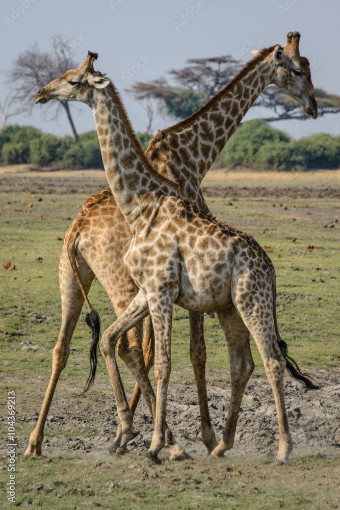 Fototapeta premium Giraffe fight