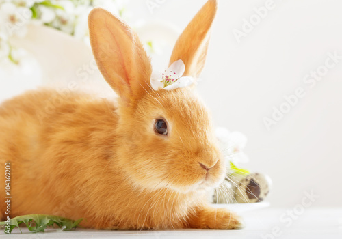 Red rabbit with Easter eggs on white background