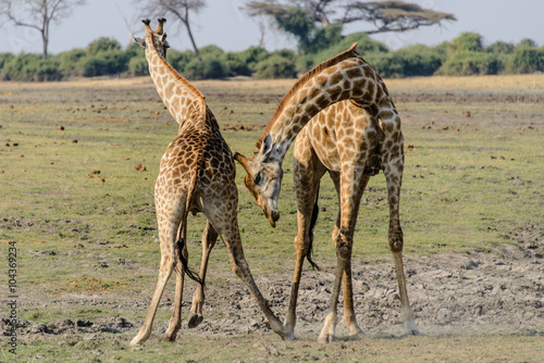 Giraffe fight