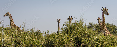Giraffes in the bushes