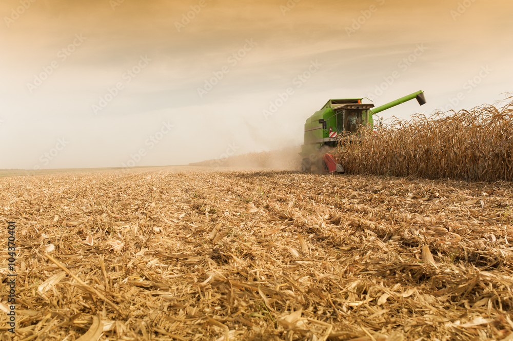 Foto Corn harvesting at field