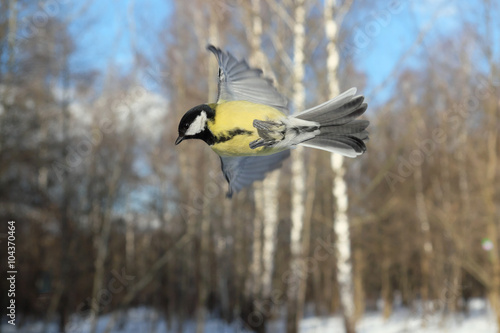 Flying Great Tit in winter forest