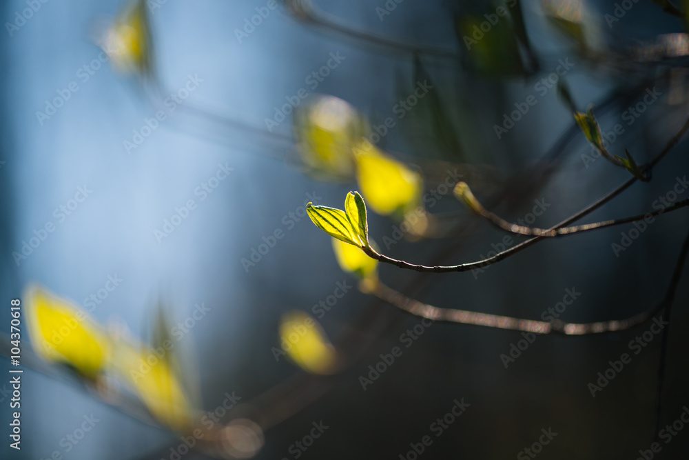 Abstract macro close up shot of tree leaves and buds. Back light and short depth of field. Selective focus. Creamy background. Abstract macro close up shot of tree leaves and buds. Back light and short depth of field. Selective focus. Creamy background.