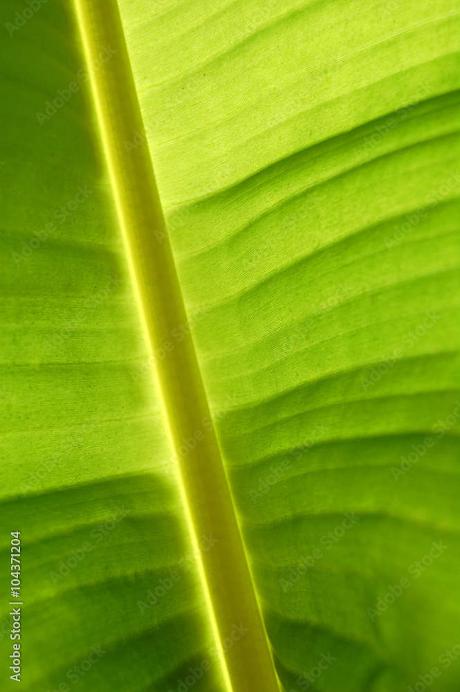 Backlit Palm Backlit Palm