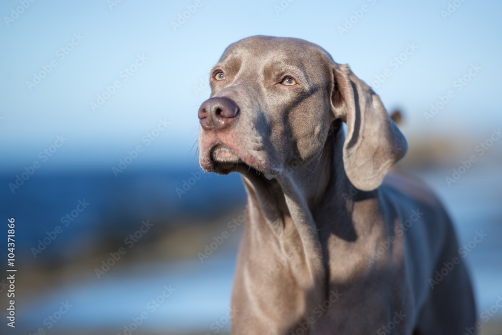 weimaraner dog portrait outdoors