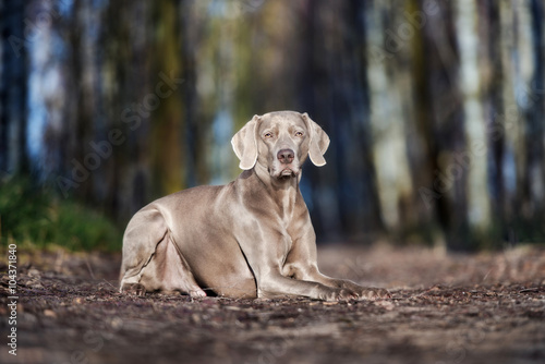weimaraner dog lying down outdoors in spring