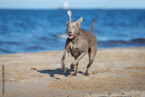 happy weimaraner dog on a beach