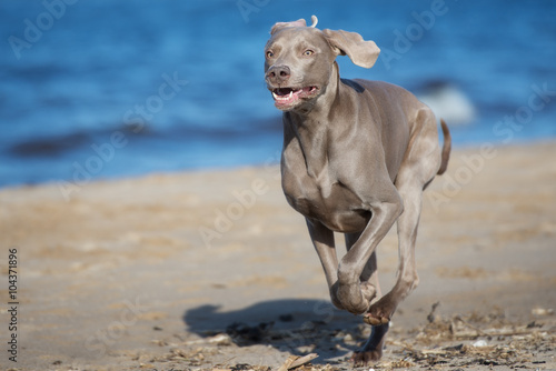 Canvastavla weimaraner dog running on a beach
