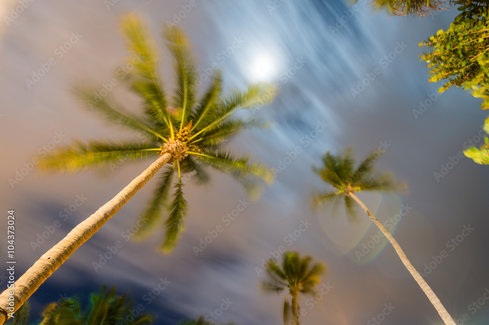 Obraz premium Waving palms at the wind, night light