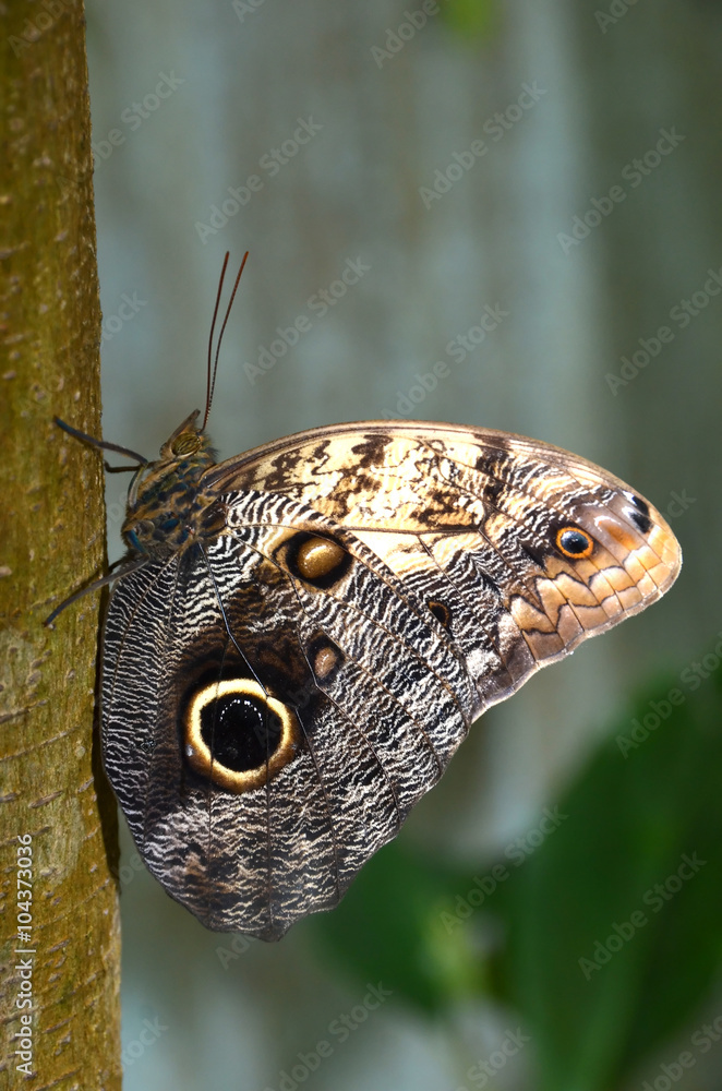 Owl Butterfly Owl Butterfly