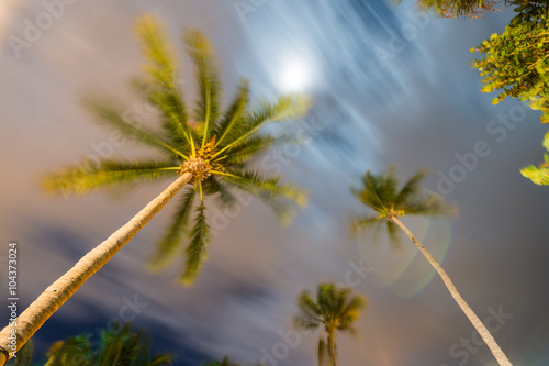 Waving palms at the wind, night light