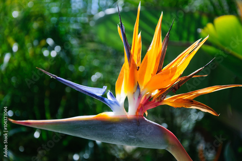 bird of paradise flower on green background