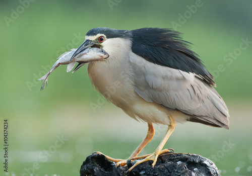 Obraz na plátne Black crowned night heron standing on the dead wood with fish in the beak, clean