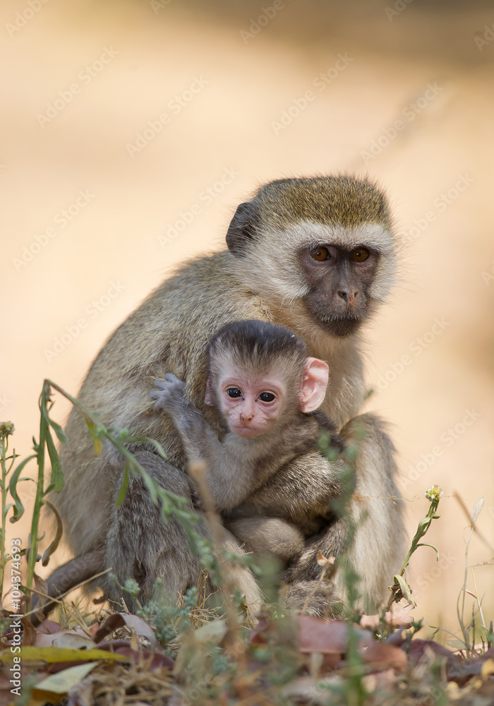 Velvet monkey sitting on the ground, taking care of their baby, clean background, Tanzania, Afriva