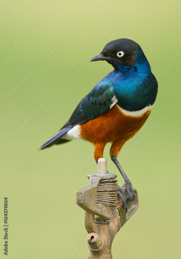 Superb starling standing on the water pipe, clean green background, Kenya, Africa