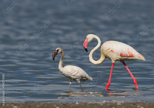 Greater flamingo with young one walking in the water  clean blue background  Kenya  Africa