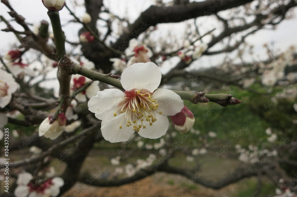 梅の花　plum blossoms 8