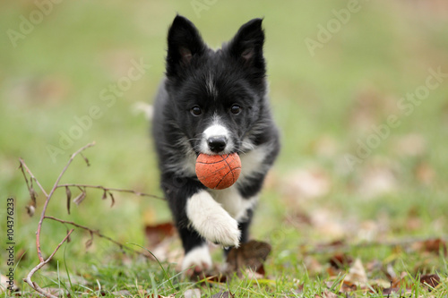 Border collie