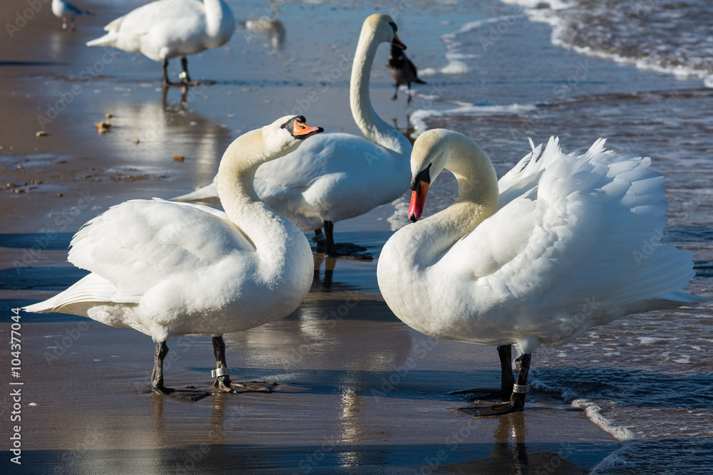 Fototapeta premium Łabędzie nad Morzem Bałtyckim w Świnoujściu