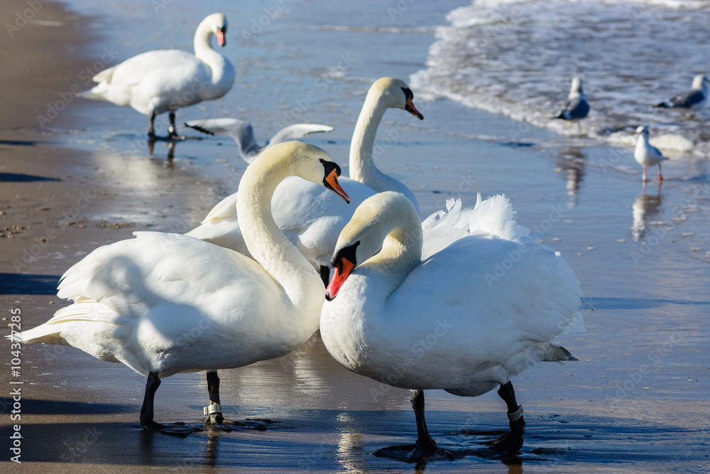 Naklejka premium Łabędzie nad Morzem Bałtyckim w Świnoujściu