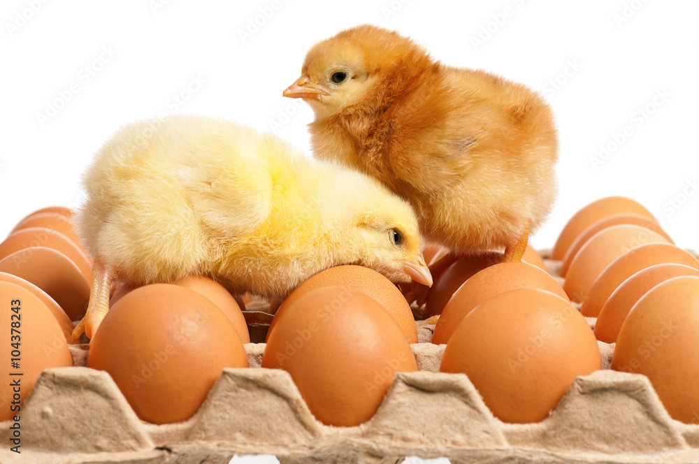 Fototapeta premium Newborn chick with fresh eggs