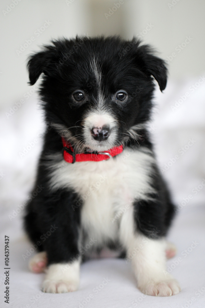 Border collie
