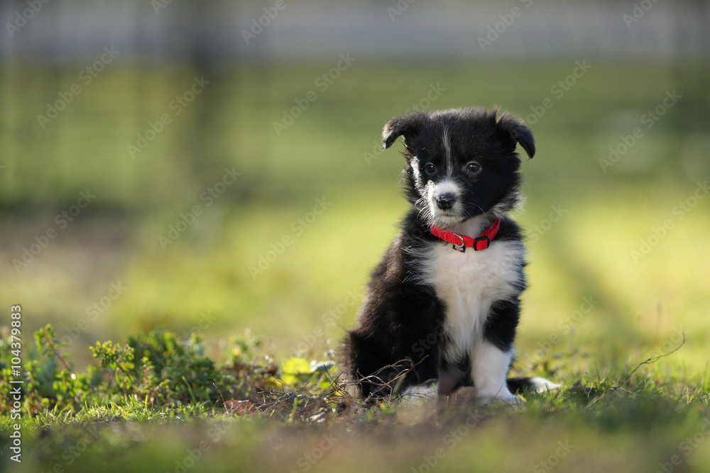 Border collie