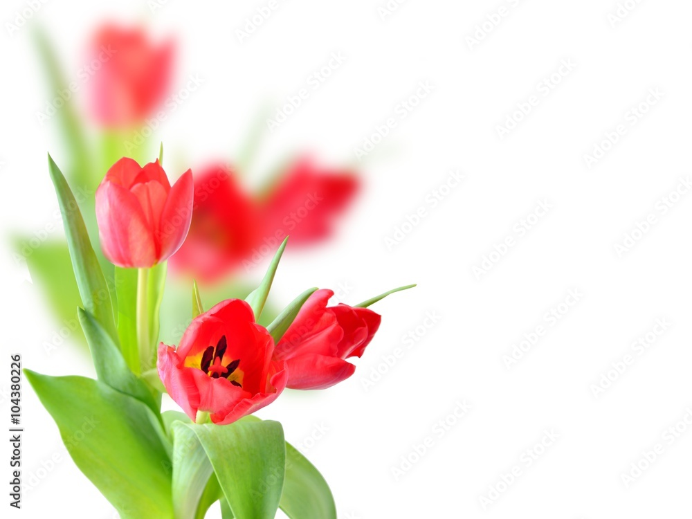 Tulip. Red tulips, bouquet of tulips, tulips macro, tulips in bouquet, beautiful tulips, colorful tulips, green tulips petals, tulips on white, isolated tulips on white background. Tulip. Red tulips, bouquet of tulips, tulips macro, tulips in bouquet, beautiful tulips, colorful tulips, green tulips petals, tulips on white, isolated tulips on white background.