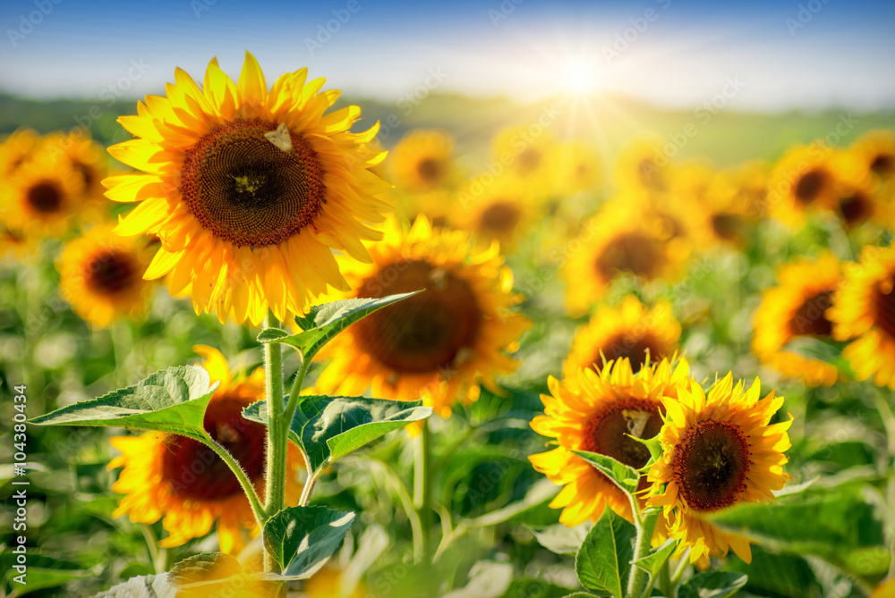 Fototapeta premium Sunflower_field 