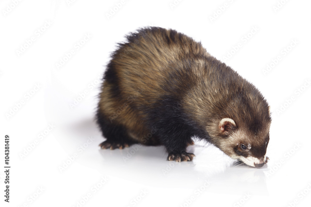 Nice dark ferret male on white background Nice dark ferret male on white background