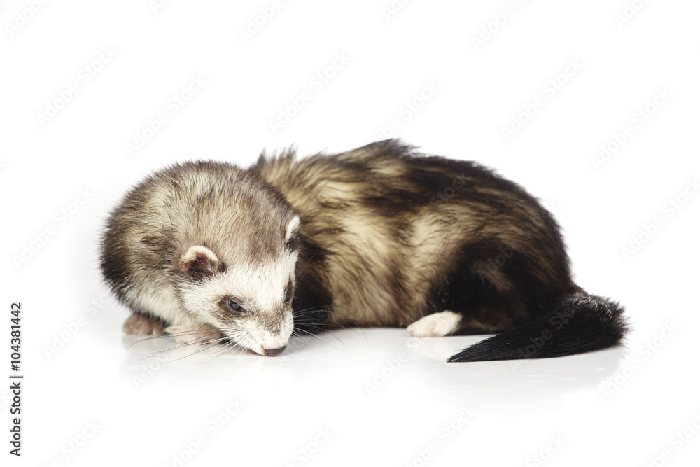 Nice other patterns ferret on white background Nice other patterns ferret on white background