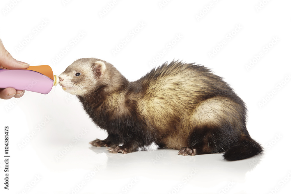 Fototapeta premium Rewarding ferret with paste