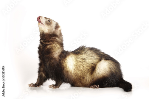 Healthy natural color ferret male