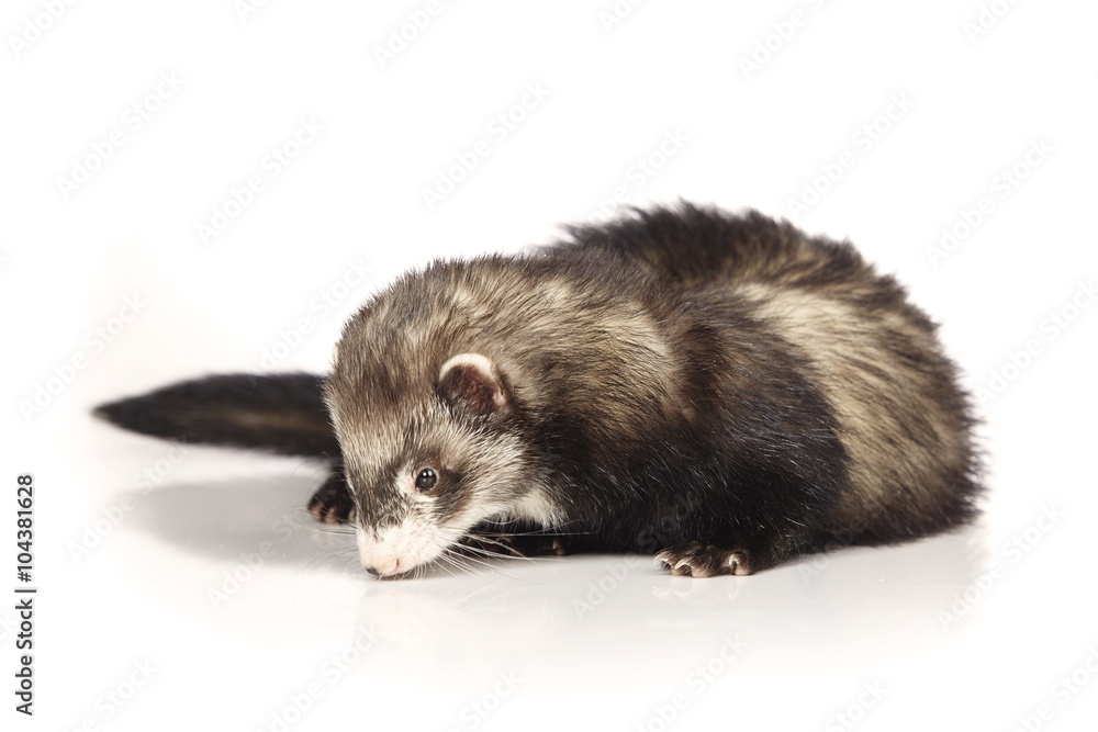 Dark ferret on white background posing for portrait in studio