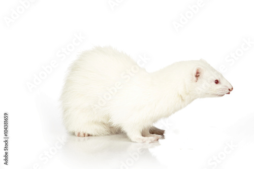Tableau sur toile Albino ferret female sitting on white background in studio