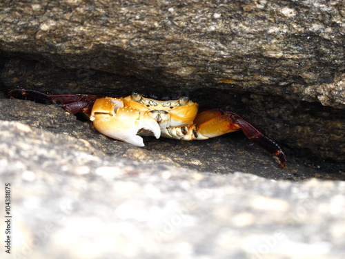 Crab peeking from underneath a Rock