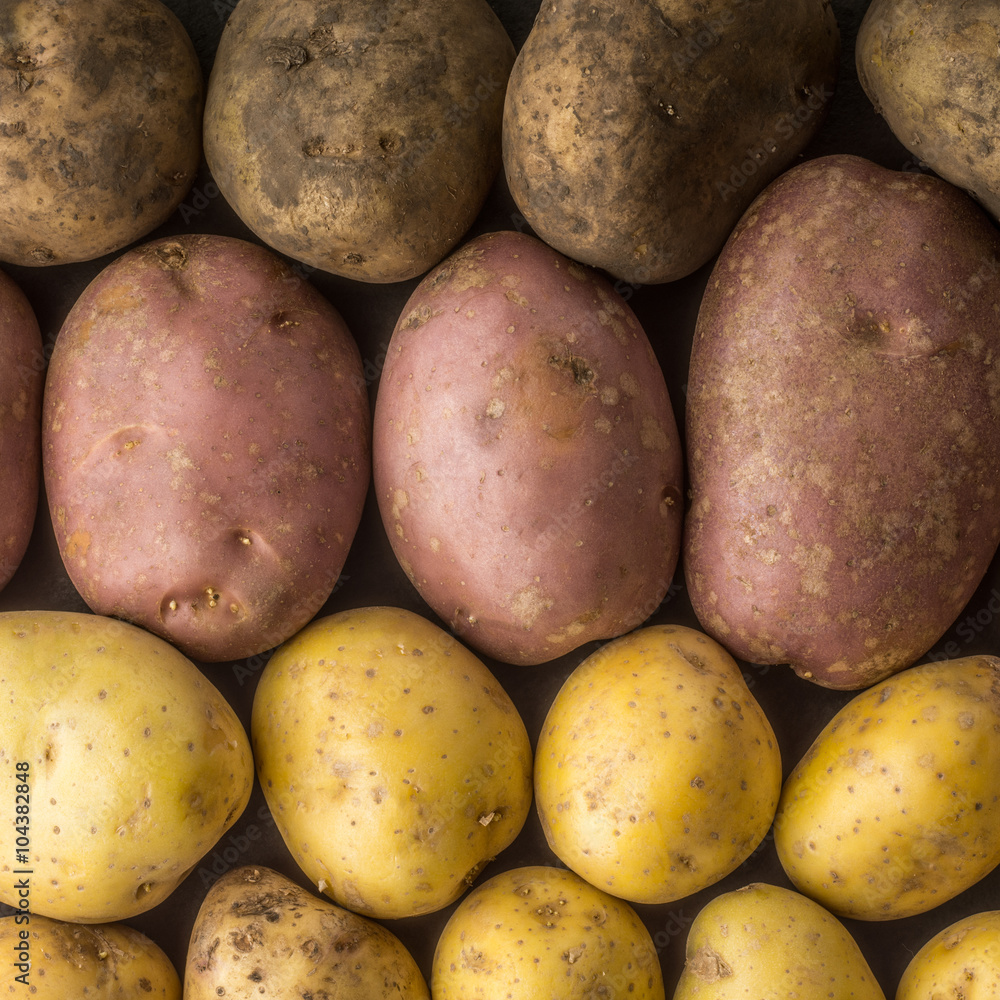 Raw potatoes mix background square Raw potatoes mix background square